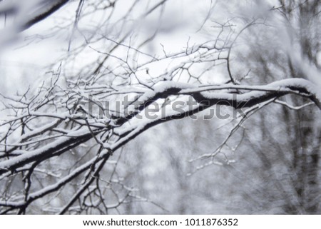 Winter Snow Tree Branch Forest Park December Close Up 