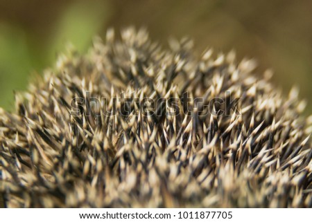 Hedgehog texture close up / Close up of hedgehog needles