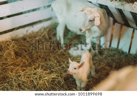 Goat's mom, little goat, mom and baby, Goat on the farm, Young Goat on the farm