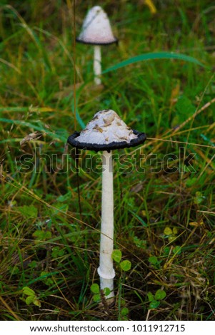 Mushroom Coprinus group grow.  The fungi family of champignon. Wildlife of European forests in autumn.   