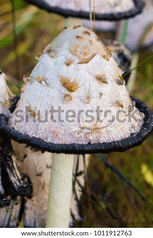 Mushroom Coprinus close.  The fungi family of champignon. Wildlife of European forests in autumn.    