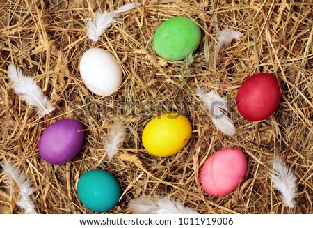 Colorful easter eggs.Colored chicken eggs with white feather.On hay background.Easter background. Top view