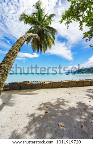 palm tree infront of a beautiful lagoon with boats in turquoise water behind a stone wall at anse a la mouche one mahÃ©, seychelles