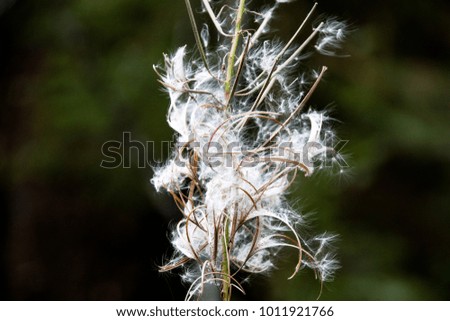 Cotton like plant with seeds blowing away on a green background