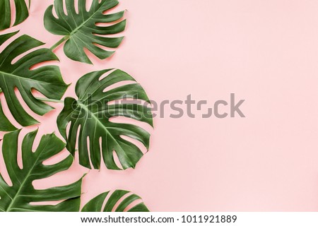 Tropical leaves Monstera on pink background. Flat lay, top view Royalty-Free Stock Photo #1011921889