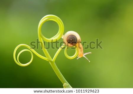 picture of snail
