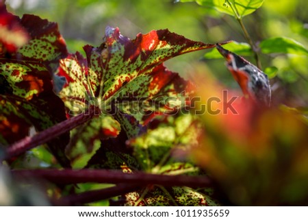 Silhouette of red leaf in the garden.