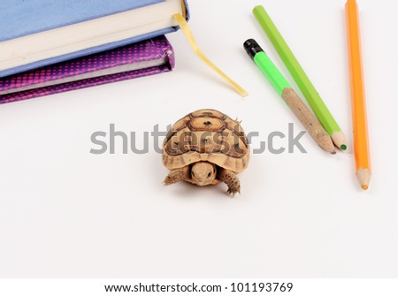 Turtle student