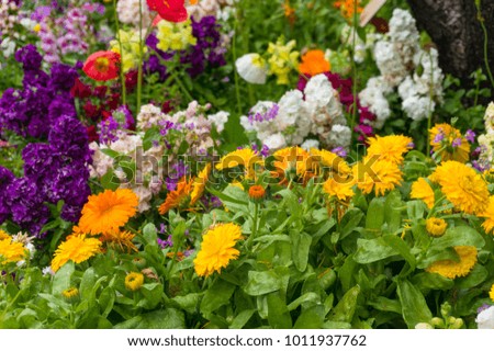 Bright and colorful spring flowers on flowerbed nature background