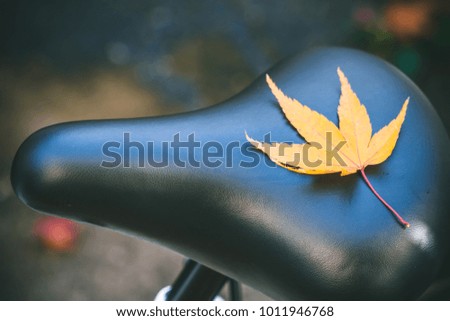 Japanese maple leaf on the saddle