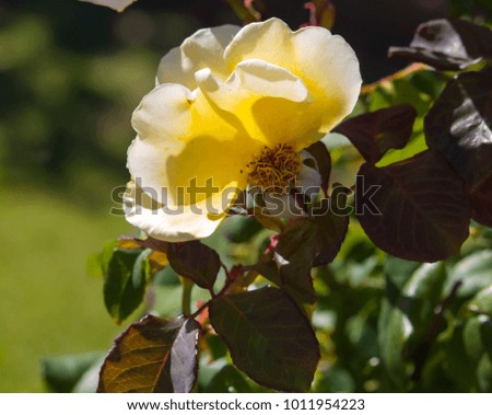 Gloriously magnificent romantic beautiful canary yellow fully blown hybrid tea  roses blooming  in  late spring  add fragrance and color to the urban  landscape.