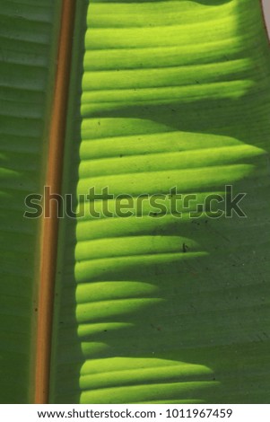 Light and shadow on banana leaves