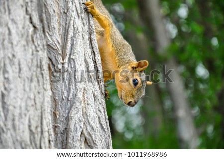 Fox squirrel on tree trunck climbing down
