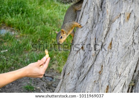 Woman hand feeding peanuts  to fox squirrel in tree