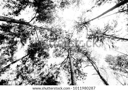 pine trees  Black and White textures background 