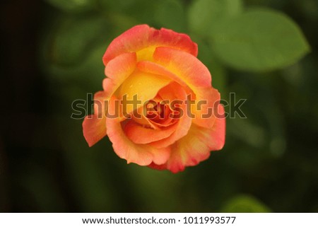 Single yellow and pink  roses are blooming in the garden.
