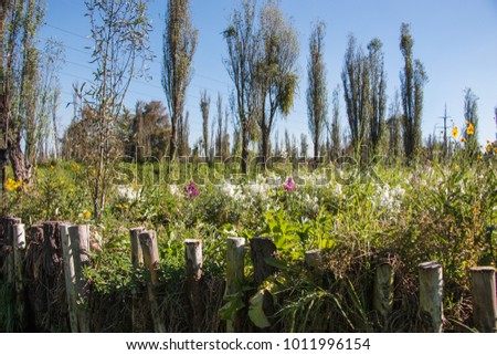 Flower field on chinampas, Xochimilco, Mexico City