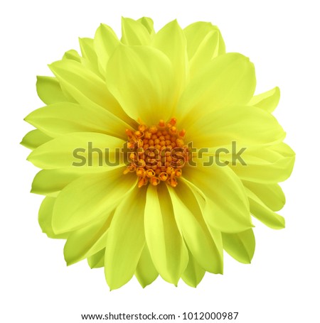 Dahlia yellow  flower  on a white isolated background with clipping path.  Closeup no shadows. Garden  flower. Nature.