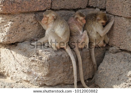Family of Monkey sitting on stone brick hiding heat from sun light in the summer, Candid animal wildlife picture, group of mammal on historical travel destination in Asia, home decoration wallpaper
