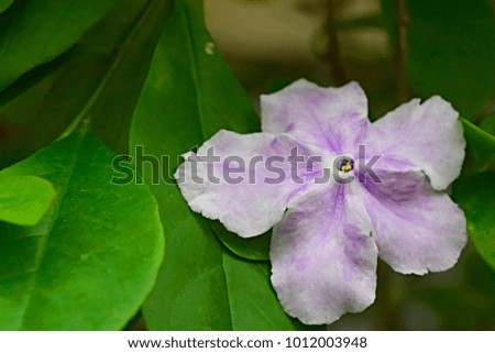 close up purple flower petal                 