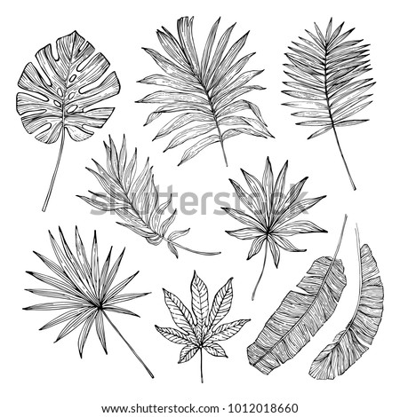 tropical leaf silhouette elements set isolated on white background. Palm, fan palm, monstera, banana leaves in line style. Hand drawn line art. Vector illustration in black and white colors Royalty-Free Stock Photo #1012018660