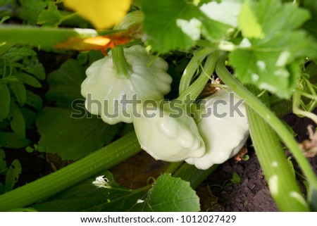 Growing squash in the garden Royalty-Free Stock Photo #1012027429
