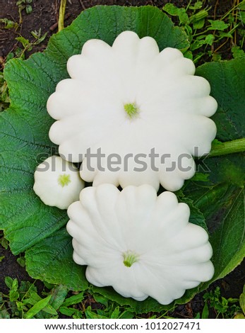 Some Pattison on leaves of squash Royalty-Free Stock Photo #1012027471