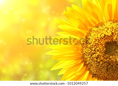 Bright yellow sunflower on blurred sunny background. Mock up template. Copy space for text