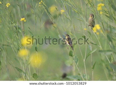 Yellow-breasted greenfinch in mustard fields