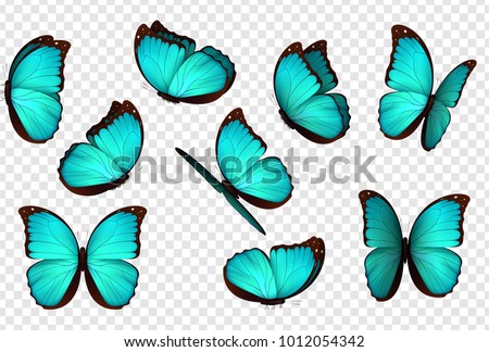 Butterfly vector illustration. Set blue isolated butterflies. Insects Lepidoptera Morpho amathonte. Transparent background