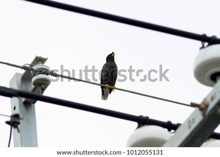 White-eyed starling stand on the pole, in Taiwan
