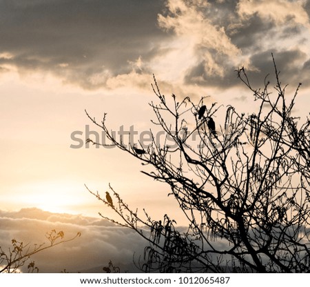 Silhouette tree with bird on sunset sky background,Nature background