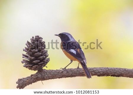 daurian redstart bird with pine cone in nature