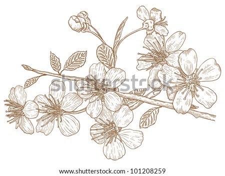 Illustration flowers of the cherry blossoms in vintage style Royalty-Free Stock Photo #101208259