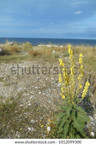 seascape yellow flower 