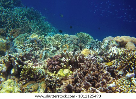 Coral landscape panorama in tropical seashore. Undersea landscape photo. Fauna and flora of tropical shore. Coral reef underwater photo. Snorkeling in tropical sea. Exotic island holiday escape banner