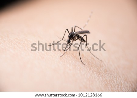 Mosquito closeup image