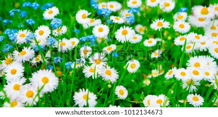 Beautiful Colorful Wide Screen Nature Summer Background  with selective focus. White Daisy flowers and blue forget-me-nots growing the flower meadow. Panoramic Horizontal Wallpaper or Web Banner