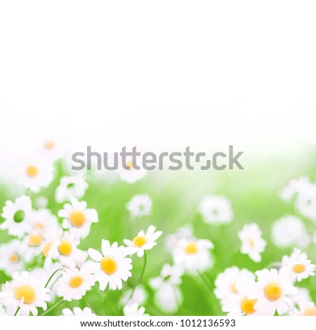 Blurred Soft Nature Summer Floral Background With Copy Space for design. White Daisy flowers growing on green meadow. Beautiful Square Web Banner 