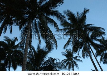Coconut tree pictures
