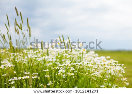 Beautiful rustic Nature Summer flower Background with selective focus. Landscape with flowering daisies. White chamomile flowers growing the green wild meadow. Wallpaper of rural scenery