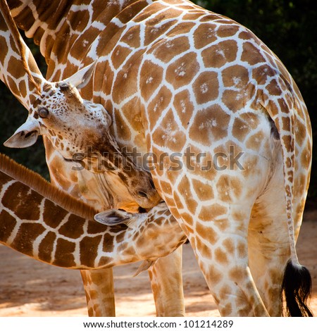 Giraffe female with her young