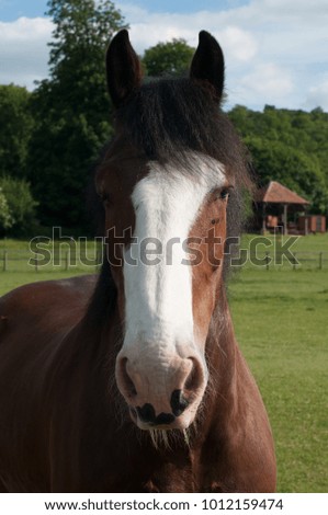 A horse looks on curiously in Sussex, UK.