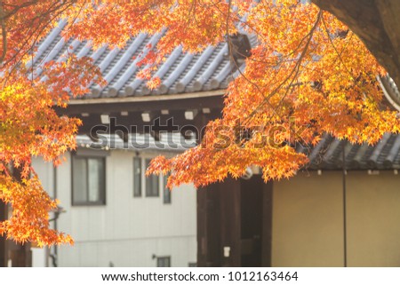 Autumn tints in Japan