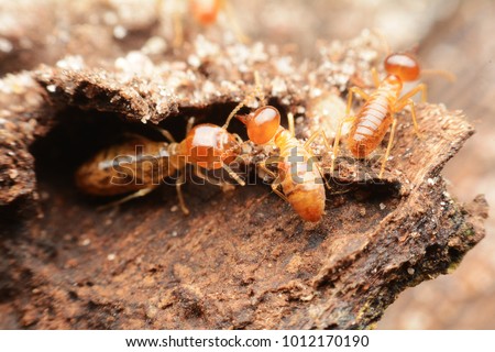 Close-up of worker termites on the forest floor Royalty-Free Stock Photo #1012170190