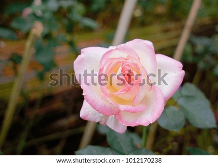 Rose for you