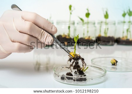 Scientist testing GMO plant in laboratory - biotechnology and GMO concept Royalty-Free Stock Photo #1012198210