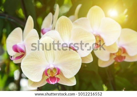 Orchid flower in garden at winter or spring day for postcard beauty and agriculture idea concept design. Phalaenopsis Orchidaceae.