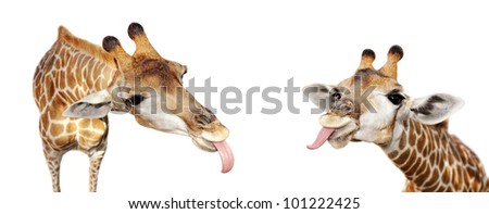 Two giraffes stick out tongues to each other.
