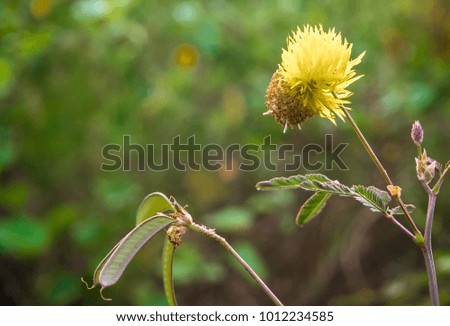 Flower, pod and leaves of Giant mimosa, Alien species plants